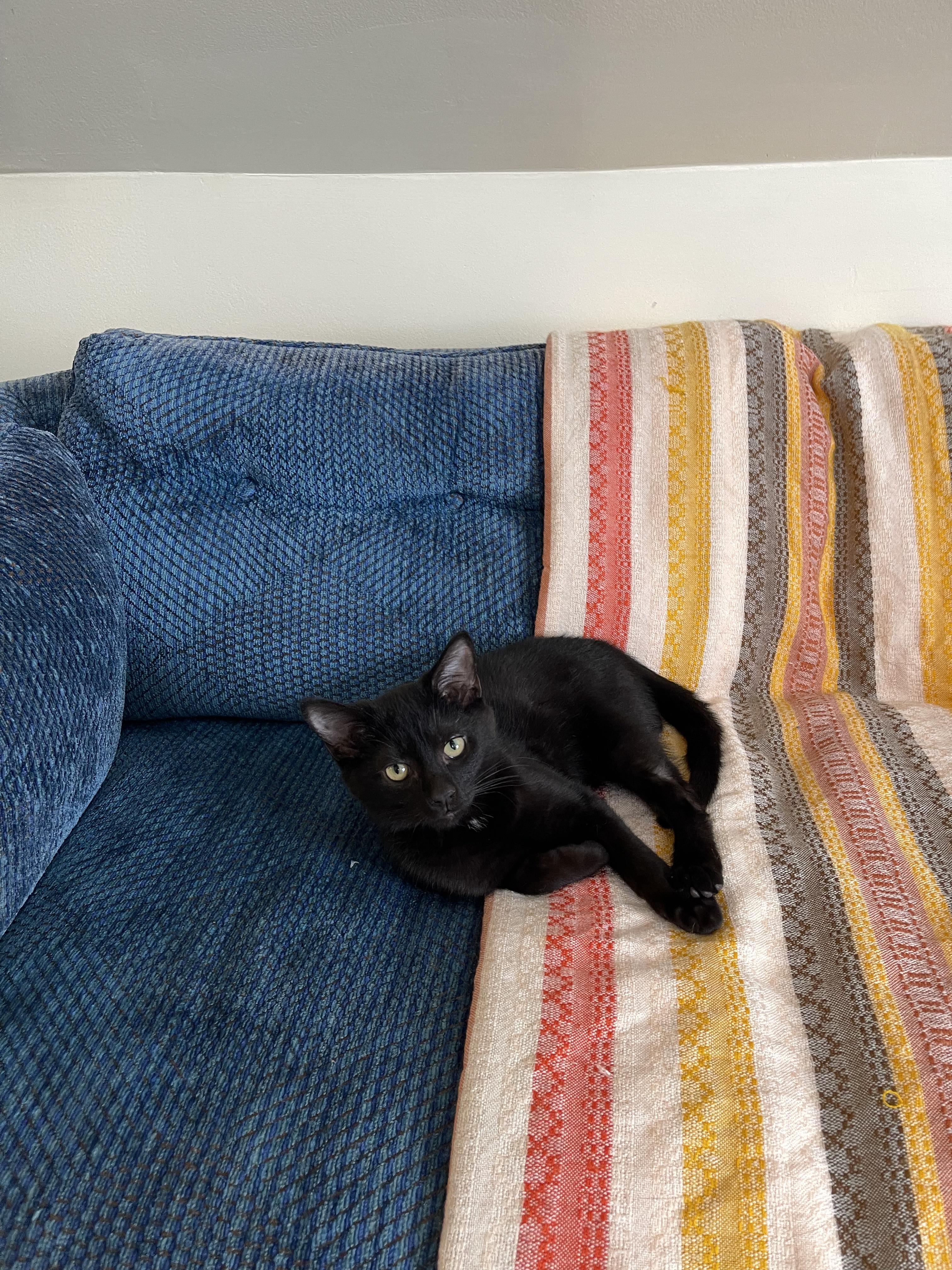 Enlarge Sausage Link, a ADOPTABLE Domestic Short Hair in Columbus, OH image 4/6