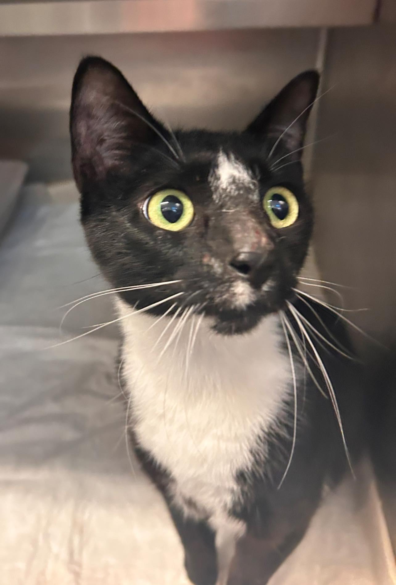 mama bear, ADOPTABLE, Adult Female Domestic Short Hair.