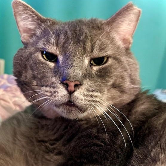 Frank Sinatra, ADOPTABLE, Adult Male Domestic Short Hair.