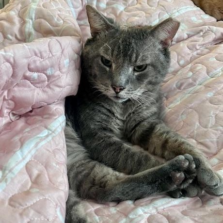 Enlarge Frank Sinatra, a ADOPTABLE Domestic Short Hair in Beaufort, SC image 2/2