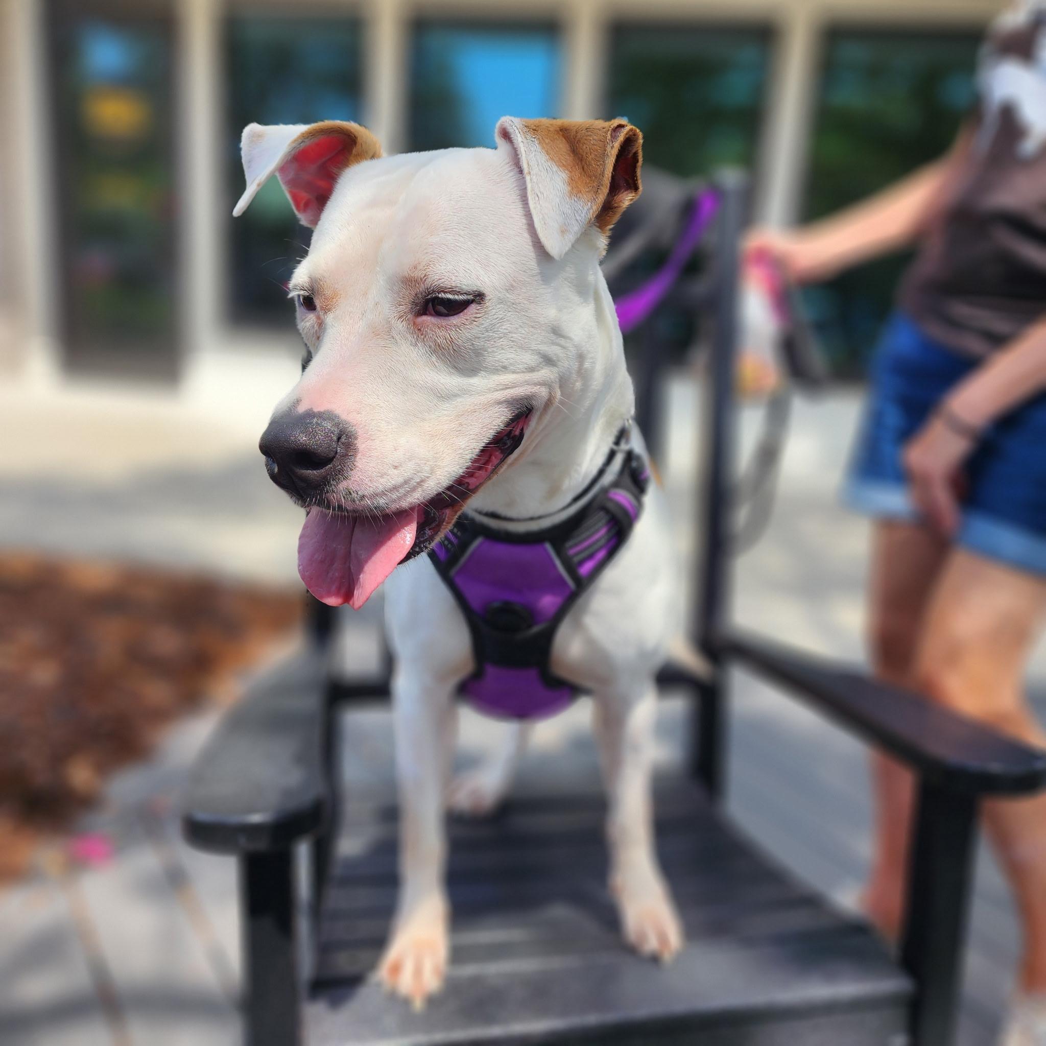 Sage, Adult Female Mixed Breed