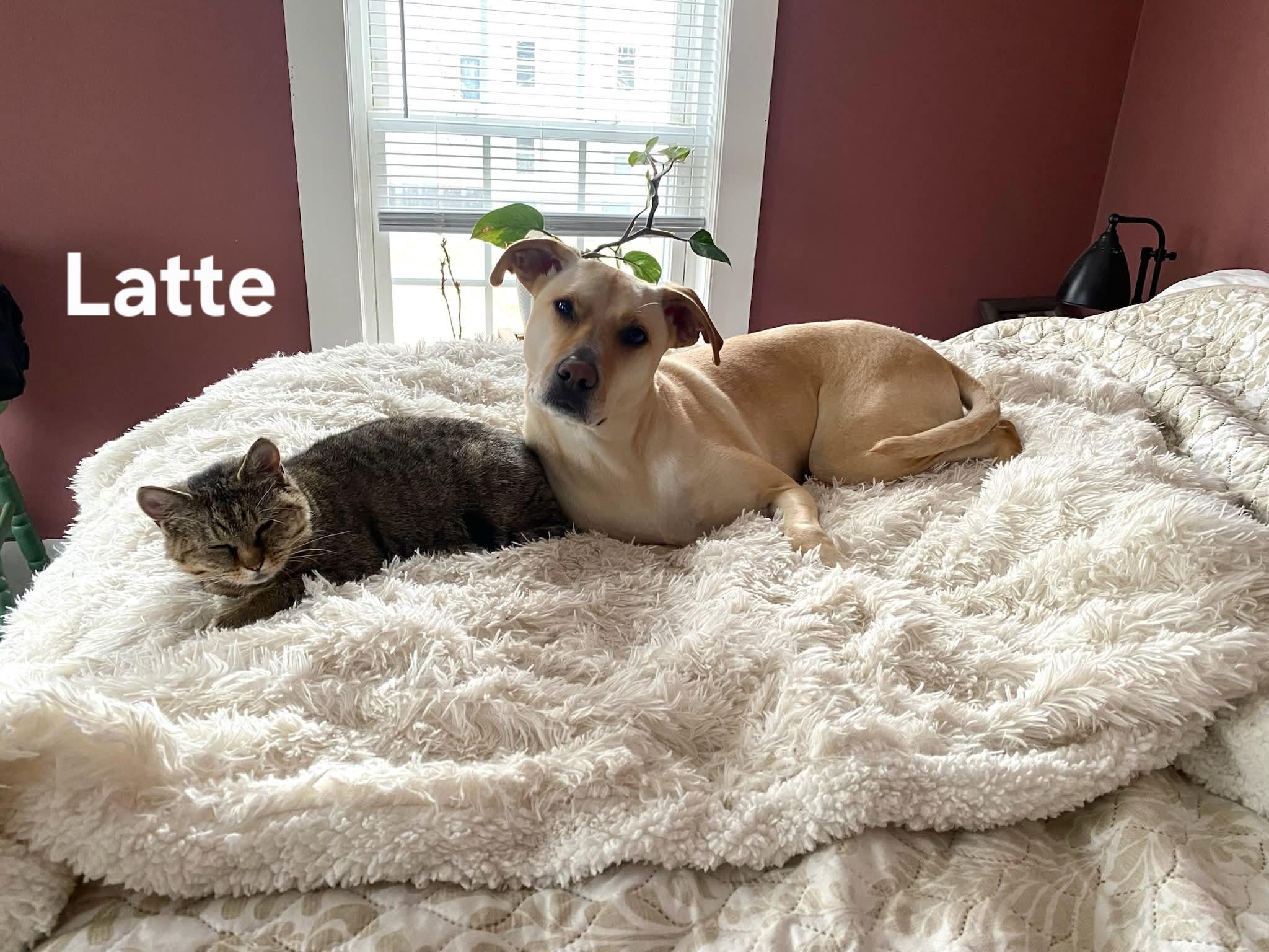 Enlarge Latte, a ADOPTABLE Domestic Short Hair in Chicopee, MA image 2/2