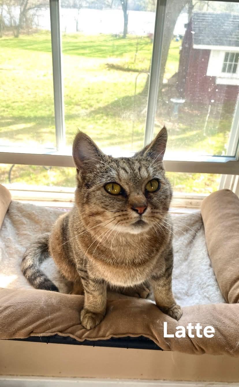 Latte, ADOPTABLE, Young Female Domestic Short Hair.