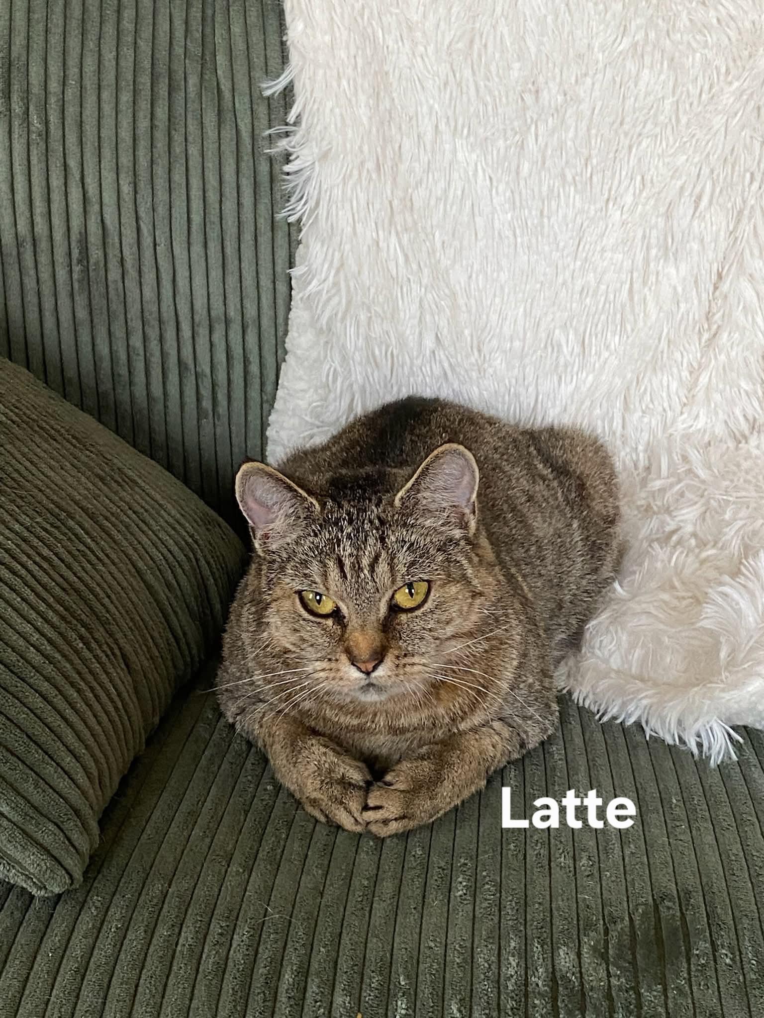 Enlarge Latte, a ADOPTABLE Domestic Short Hair in Chicopee, MA image 2/4