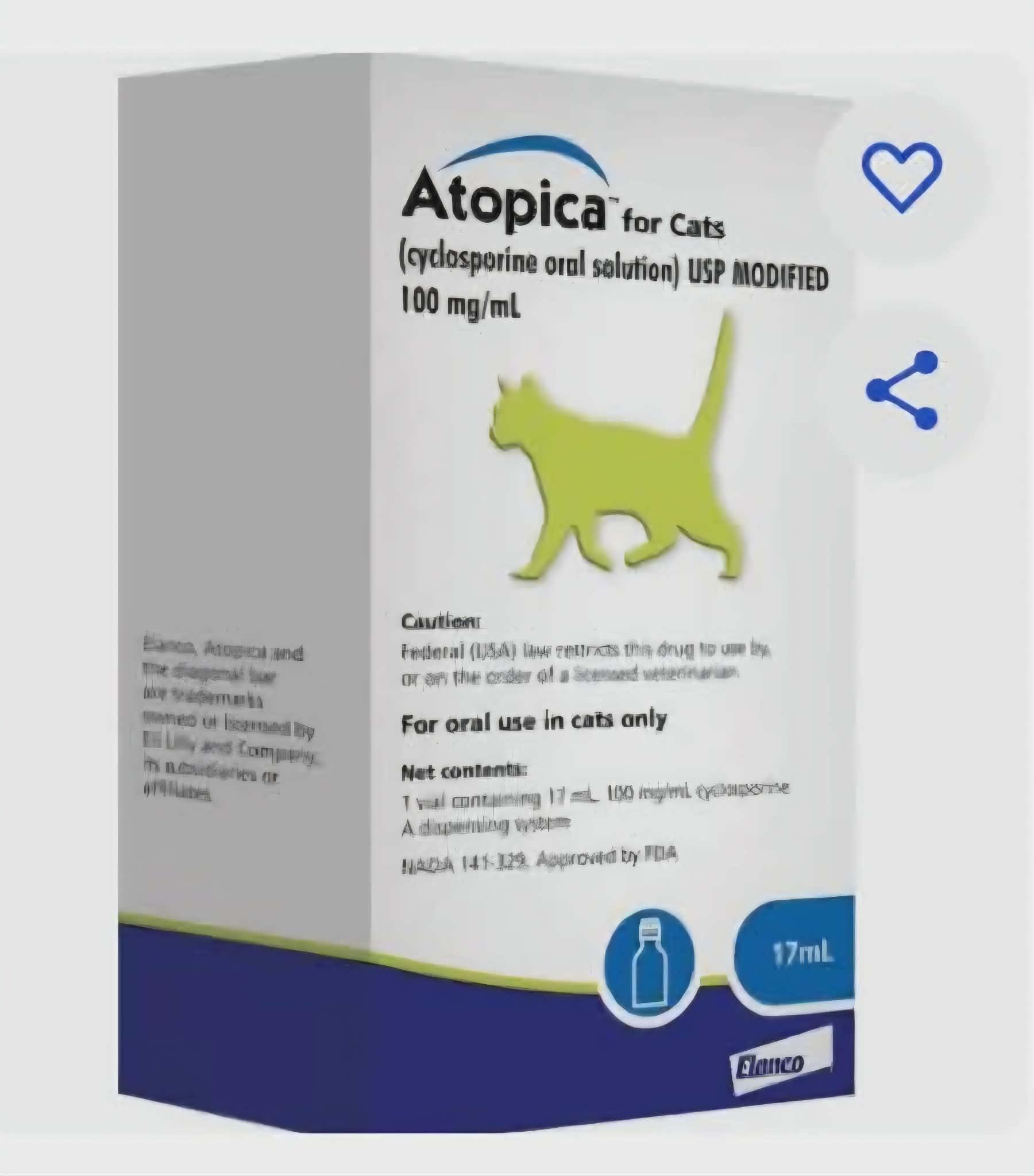 Enlarge Latte, a ADOPTABLE Domestic Short Hair in Chicopee, MA image 4/4