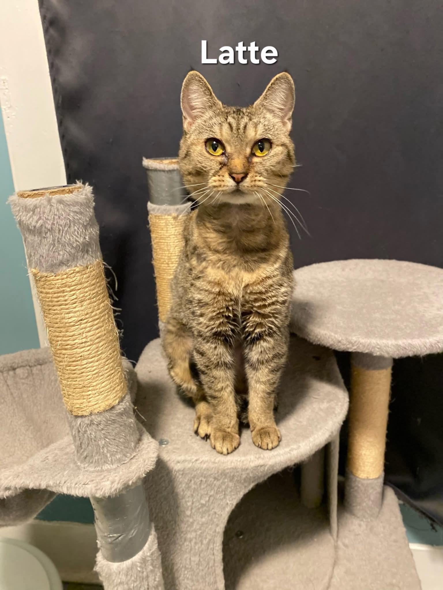 Enlarge Latte, a ADOPTABLE Domestic Short Hair in Chicopee, MA image 1/1