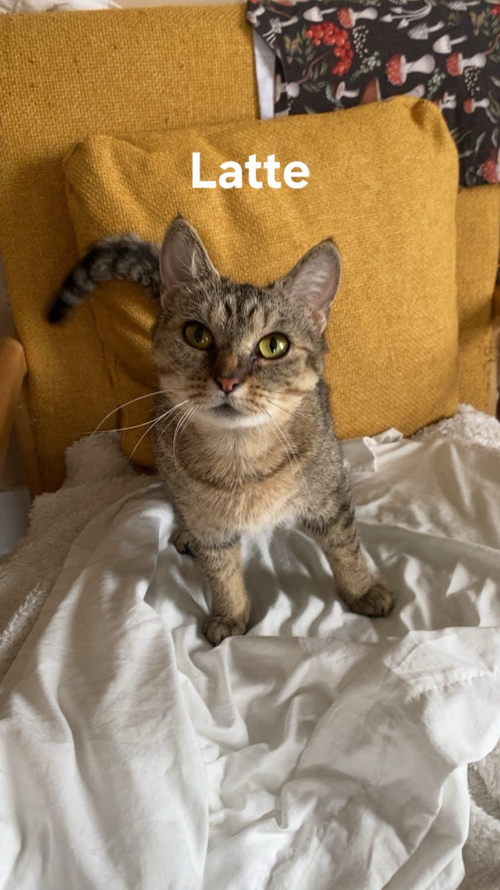 Enlarge Latte, a ADOPTABLE Domestic Short Hair in Chicopee, MA image 1/2