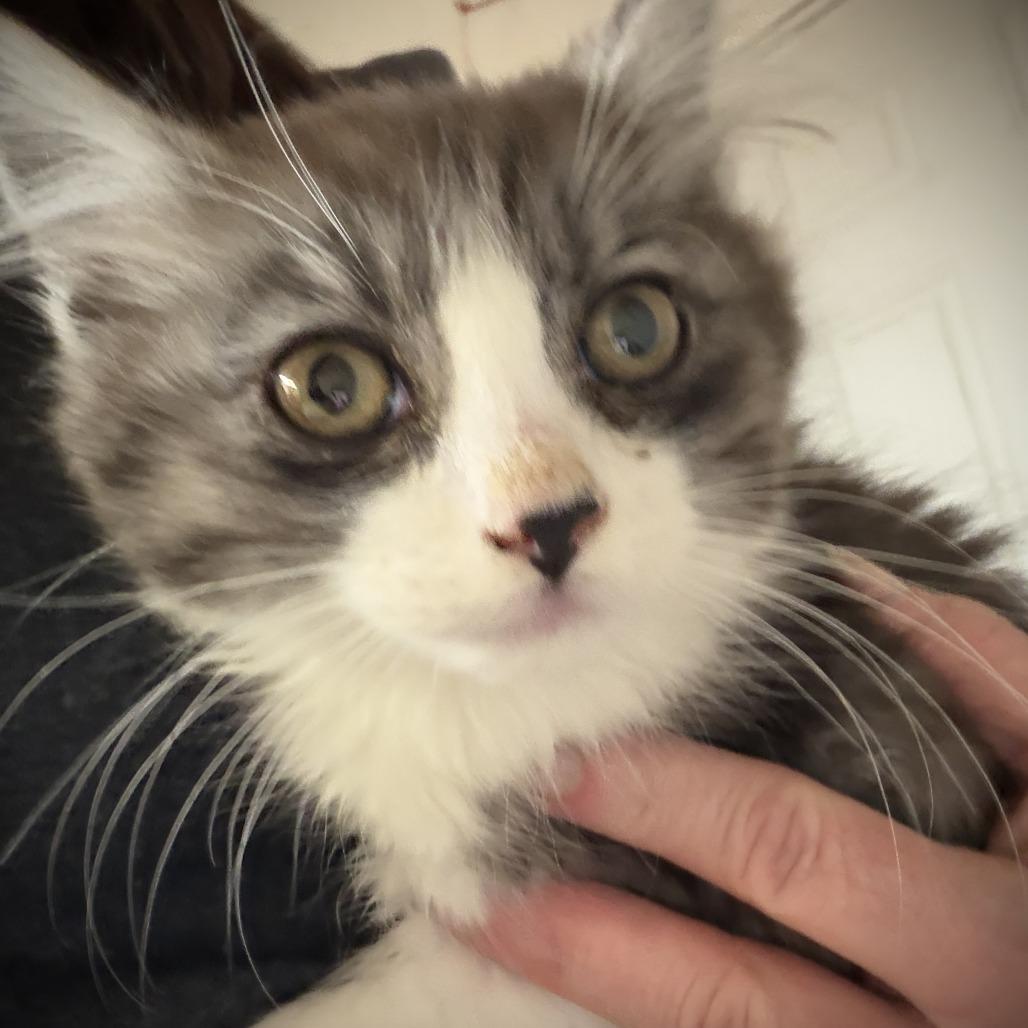 Enlarge Mitch, a Adoptable Domestic Medium Hair in Othello, WA image 1/1