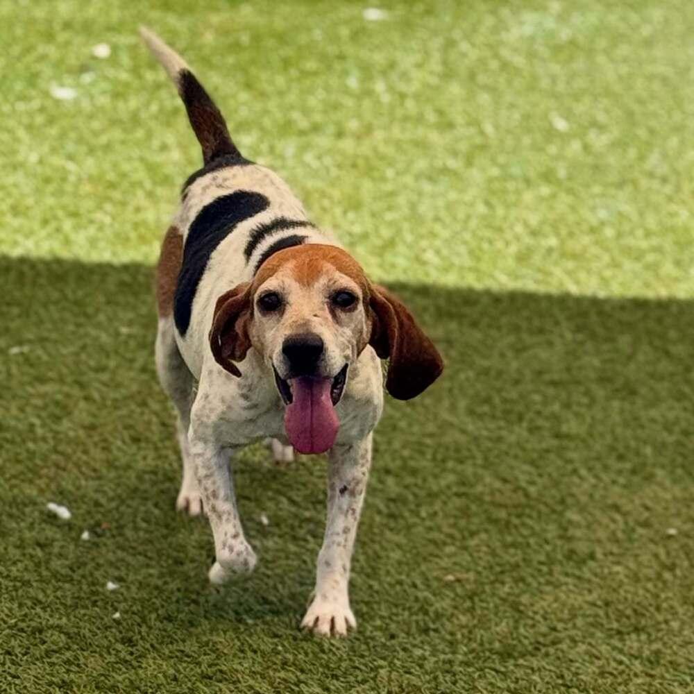 Skeeter, Adoptable, Adult Male Beagle.