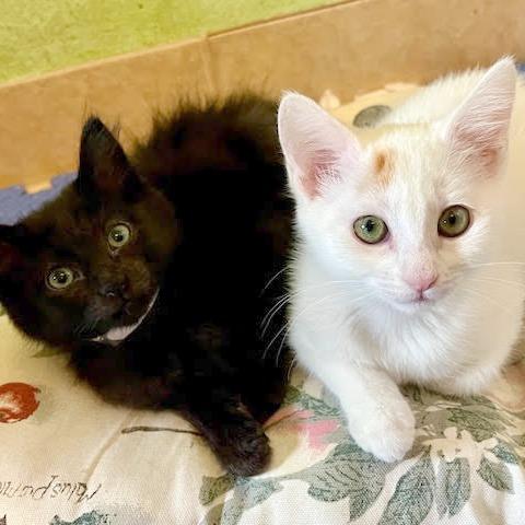 Enlarge Snow, a Adoptable Domestic Short Hair in Pleasant Hill, CA image 1/6