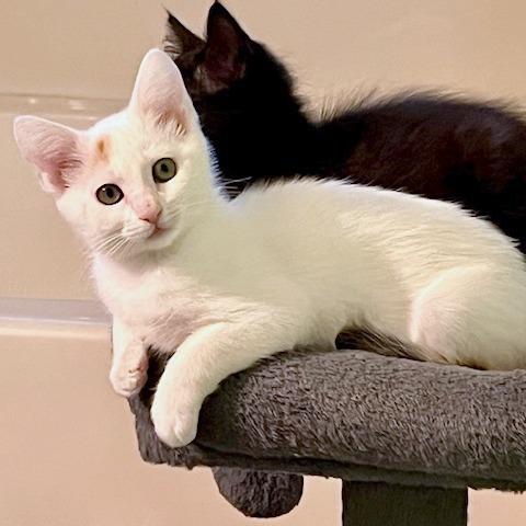 Enlarge Snow, a Adoptable Domestic Short Hair in Pleasant Hill, CA image 2/6