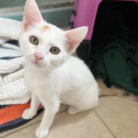 Enlarge Snow, a Adoptable Domestic Short Hair in Pleasant Hill, CA image 3/6