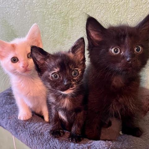 Enlarge Snow, a Adoptable Domestic Short Hair in Pleasant Hill, CA image 4/6