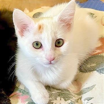 Enlarge Snow, a Adoptable Domestic Short Hair in Pleasant Hill, CA image 5/6