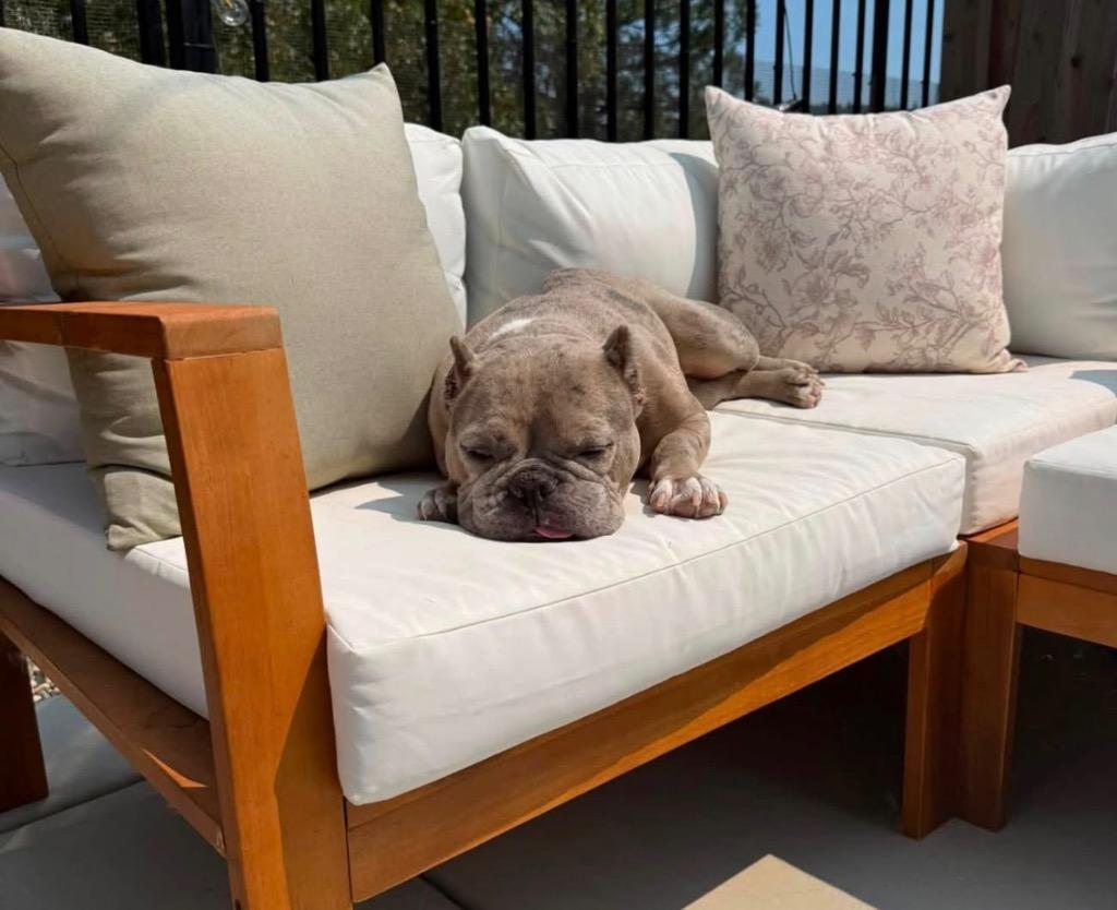 Enlarge 26Polyester, a Adoptable mixed breed in Shingle Springs, CA image 1/4