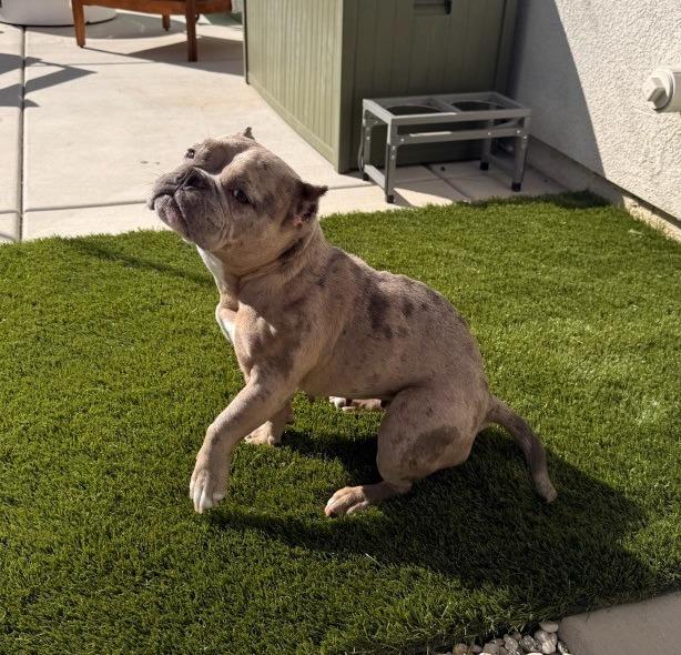Enlarge 26Polyester, a Adoptable mixed breed in Shingle Springs, CA image 4/4