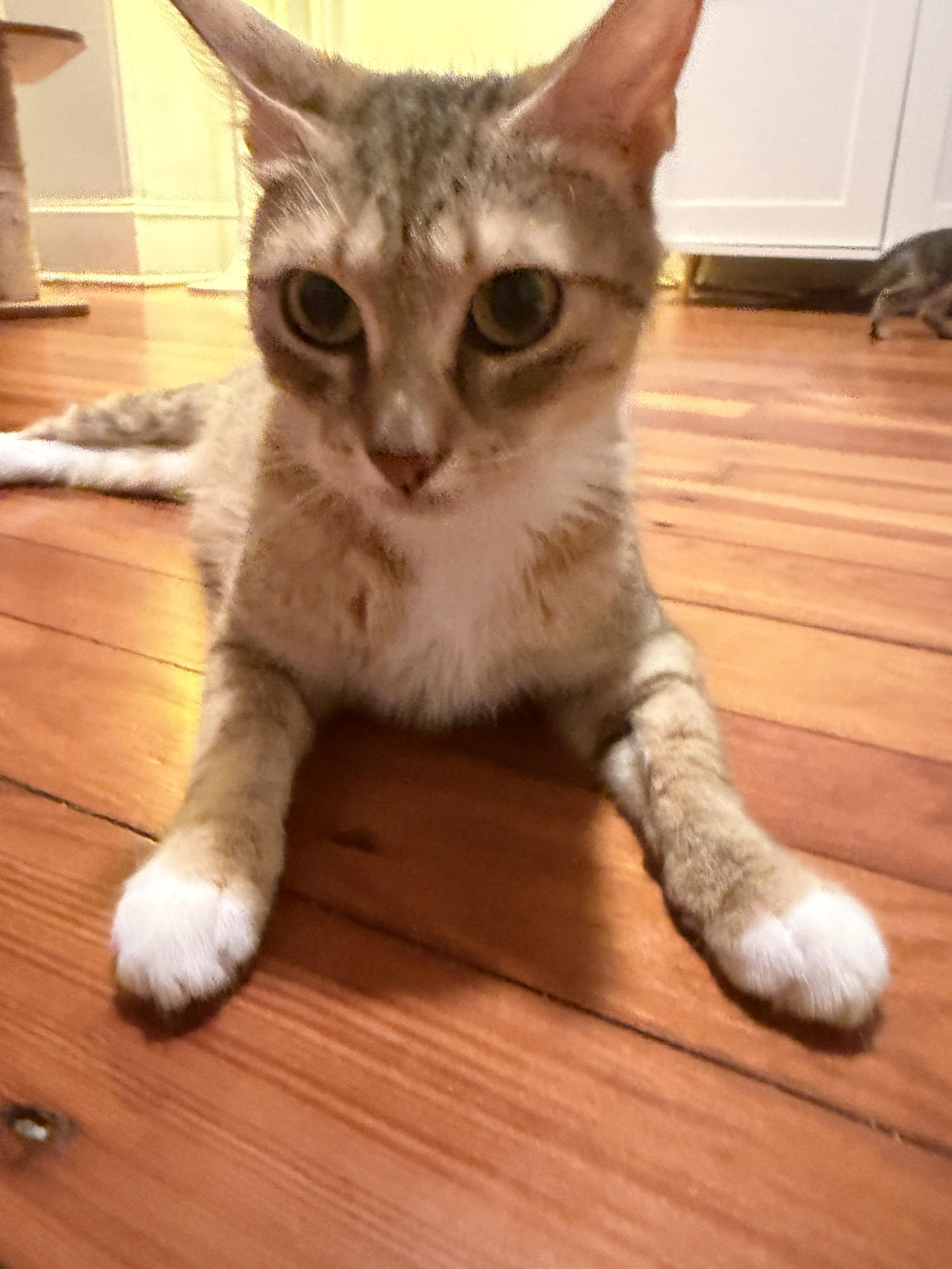 Trattoria Mama, Adoptable, Young Female Domestic Short Hair.