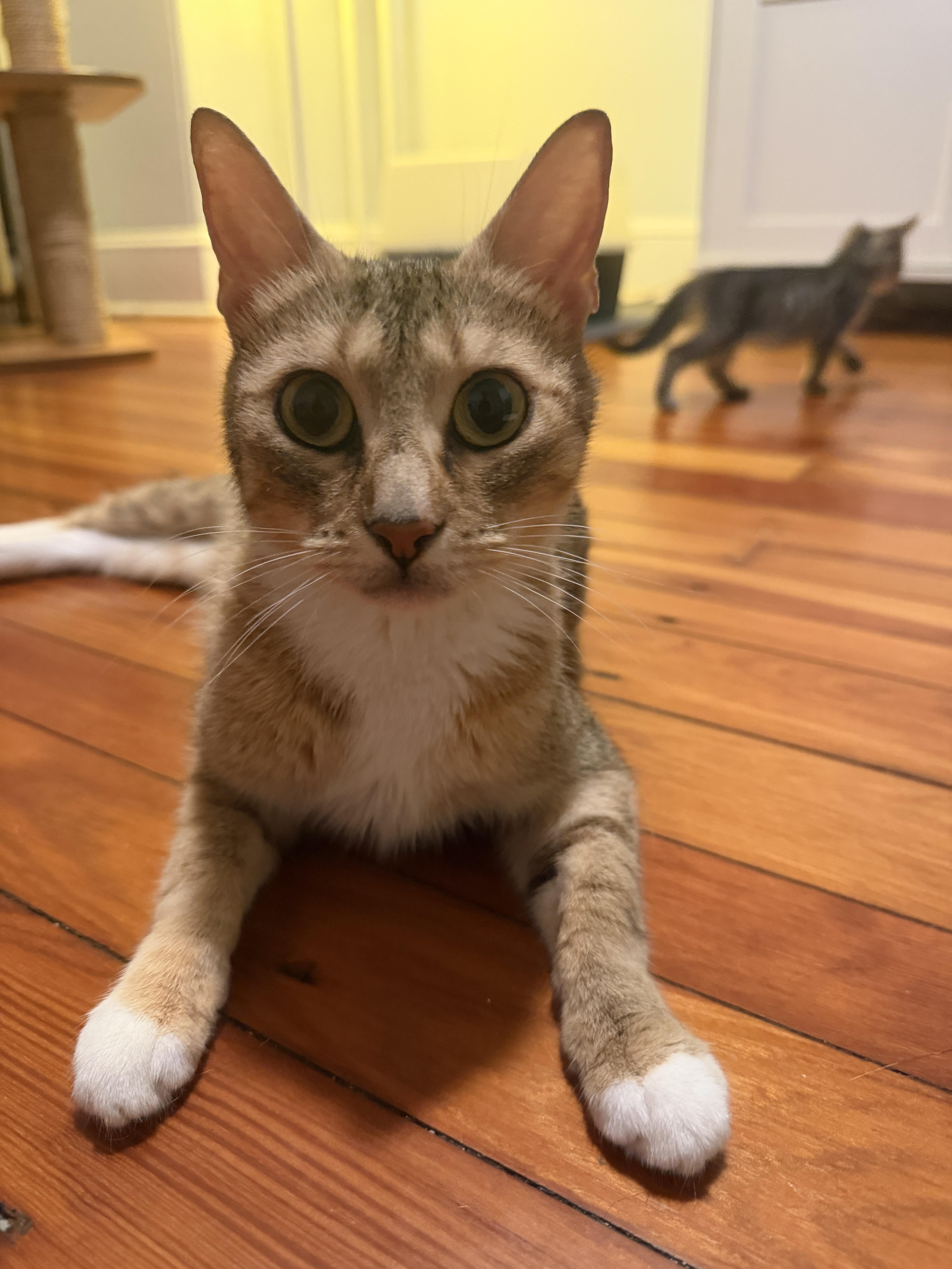Enlarge Trattoria Mama, a Adoptable Domestic Short Hair in Philadelphia, PA image 2/3