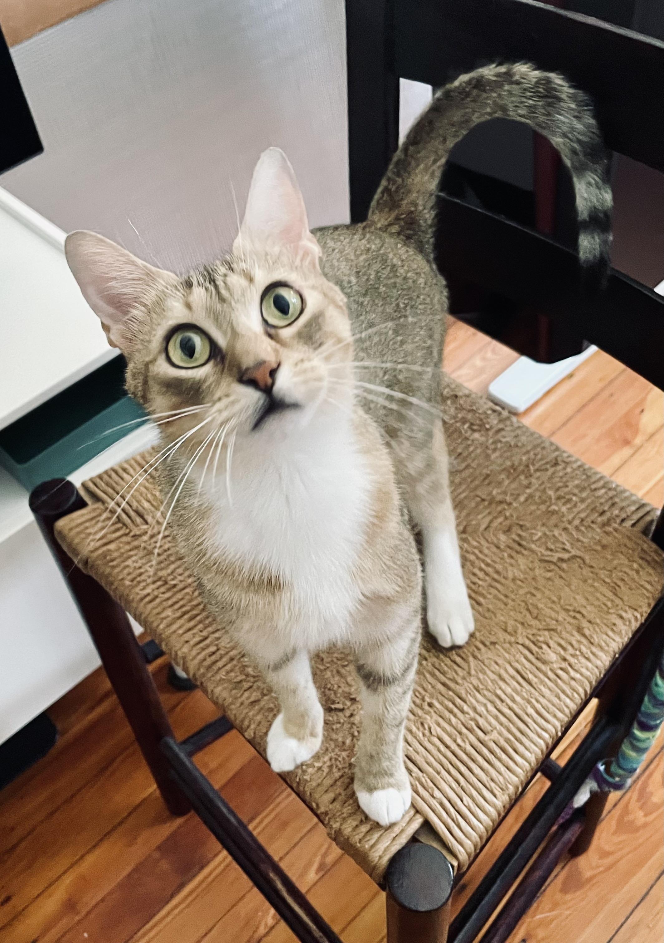 Enlarge Trattoria Mama, a Adoptable Domestic Short Hair in Philadelphia, PA image 3/3