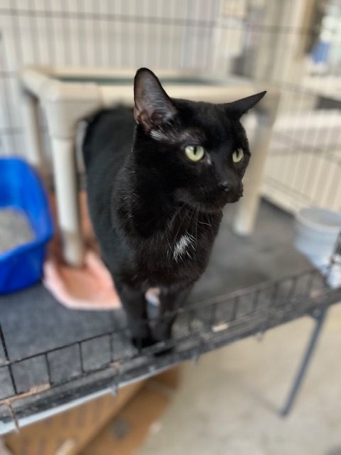 Kylo, Adult Male Domestic Short Hair