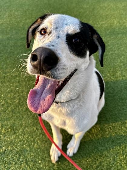 Enlarge Benji, a Adoptable mixed breed in Wichita, KS image 2/5