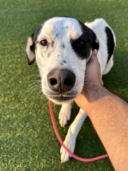 Enlarge Benji, a Adoptable mixed breed in Wichita, KS image 4/5