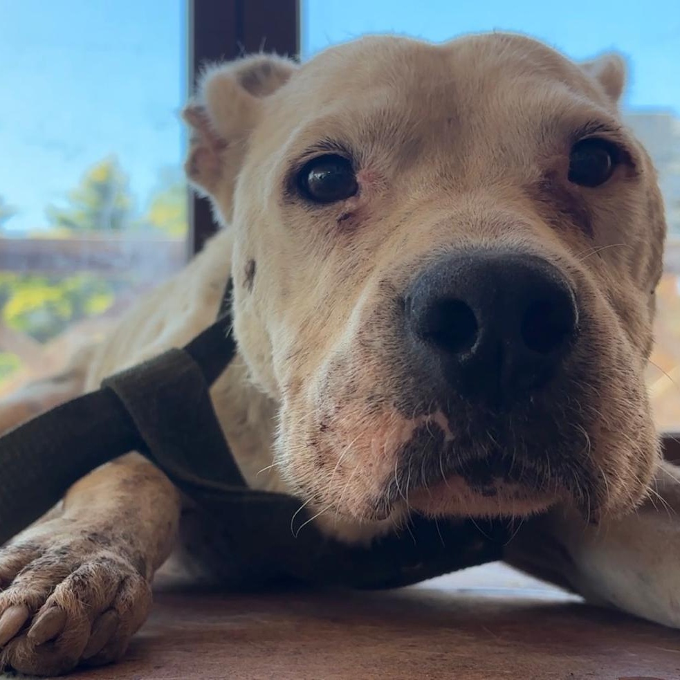 NELLI, Adopted, Young Female Pit Bull Terrier.