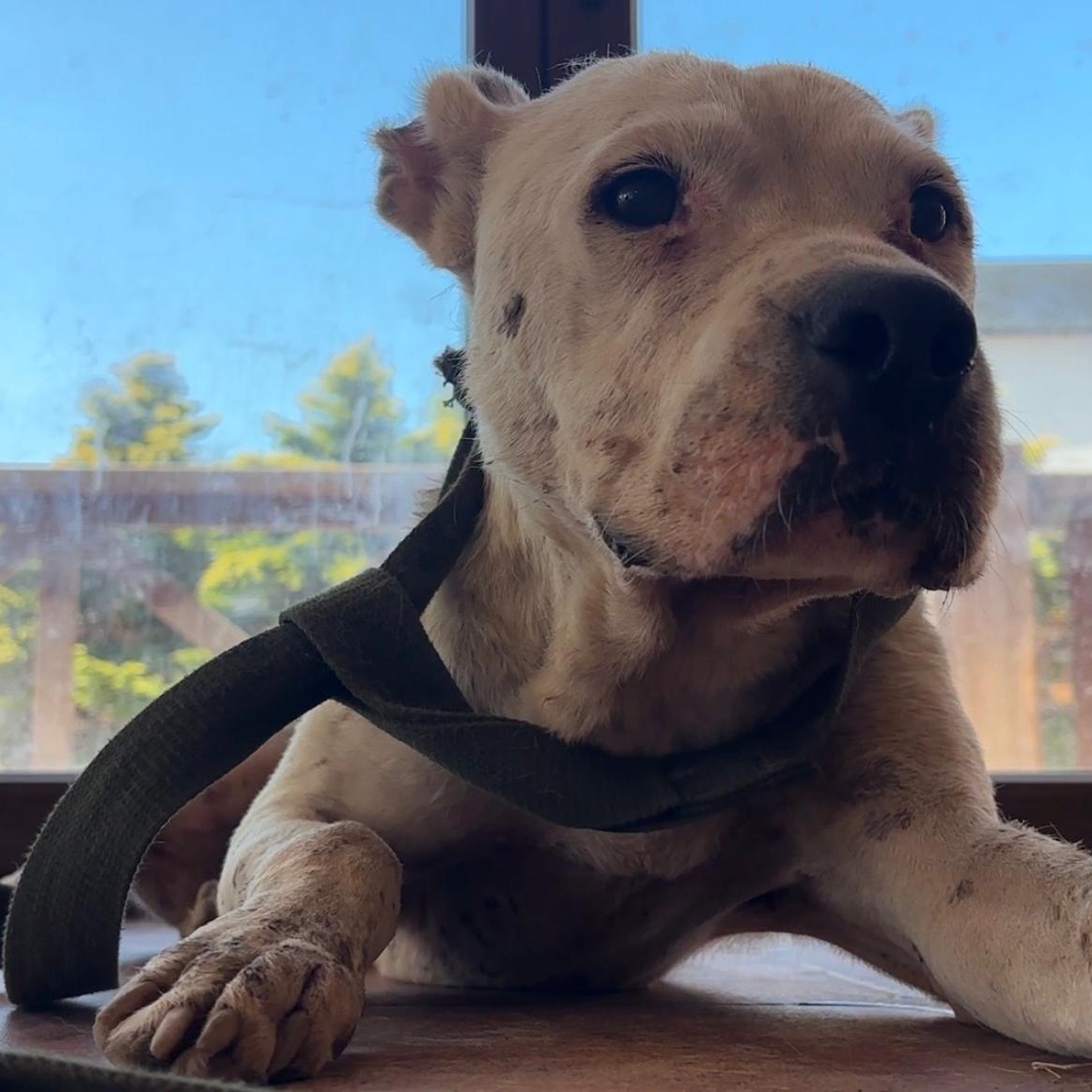 Enlarge NELLI, a Adopted Pit Bull Terrier in Boucherville, QC image 5/5