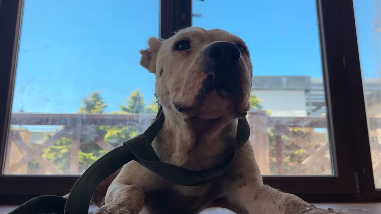 Enlarge NELLI, a Adopted Pit Bull Terrier in Boucherville, QC video 2/5