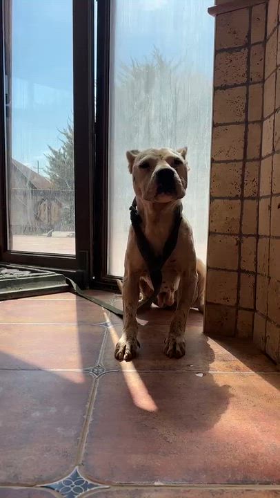 Enlarge NELLI, a Adopted Pit Bull Terrier in Boucherville, QC video 3/5