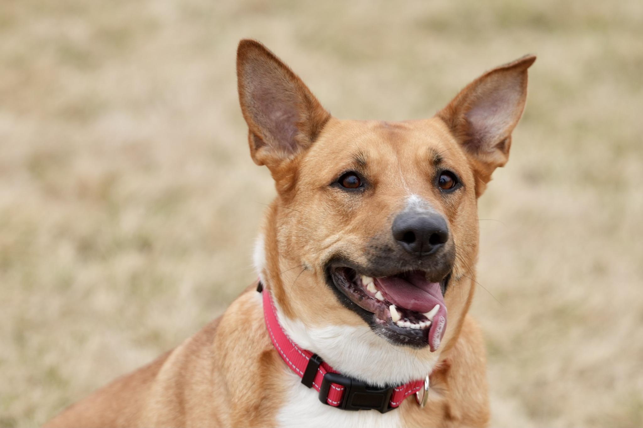 Enlarge Sevy, a Adoptable Mixed Breed in Davenport, IA image 1/3