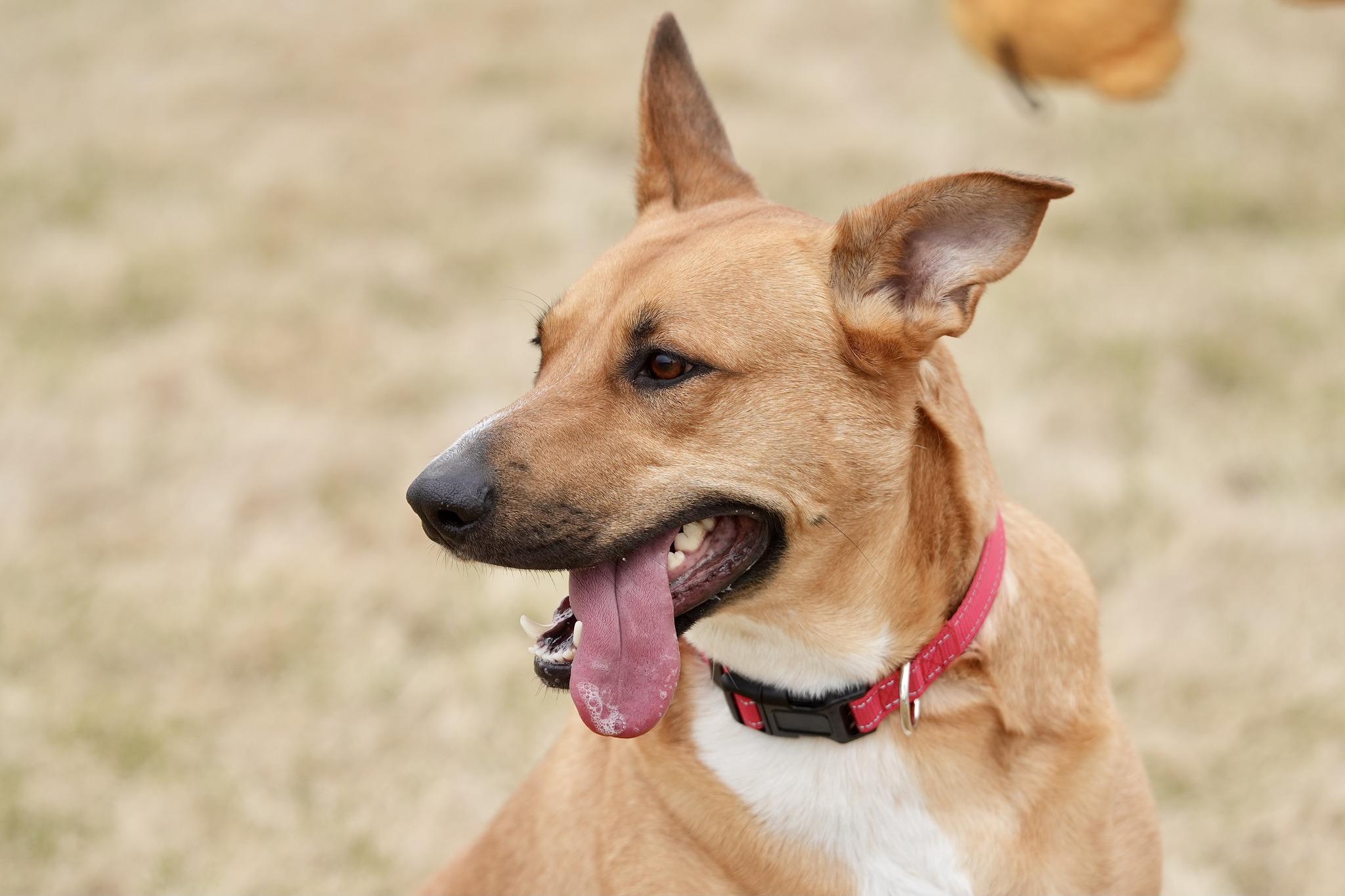 Enlarge Sevy, a Adoptable Mixed Breed in Davenport, IA image 2/3