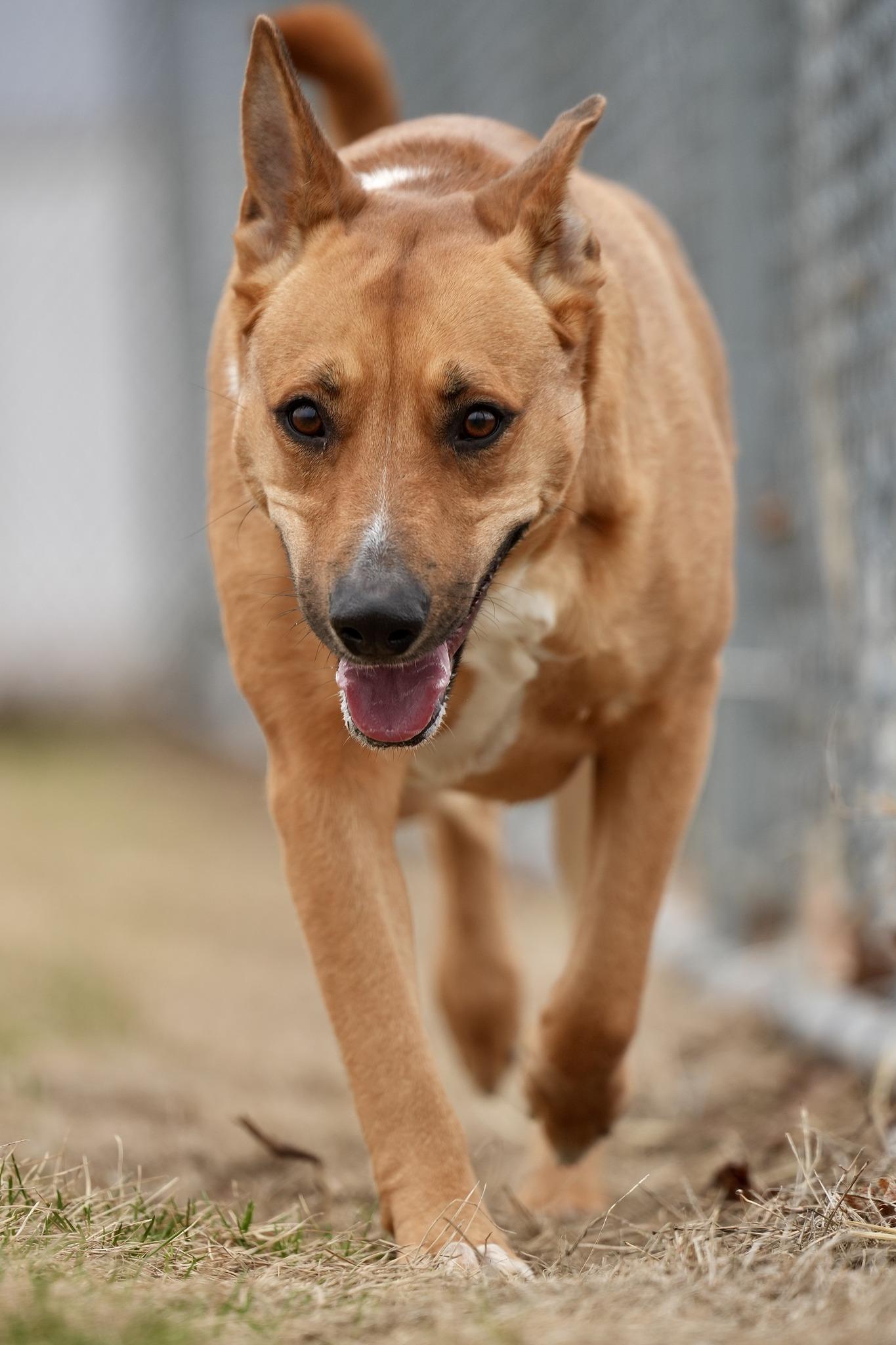 Sevy, Adoptable, Adult Female Mixed Breed.