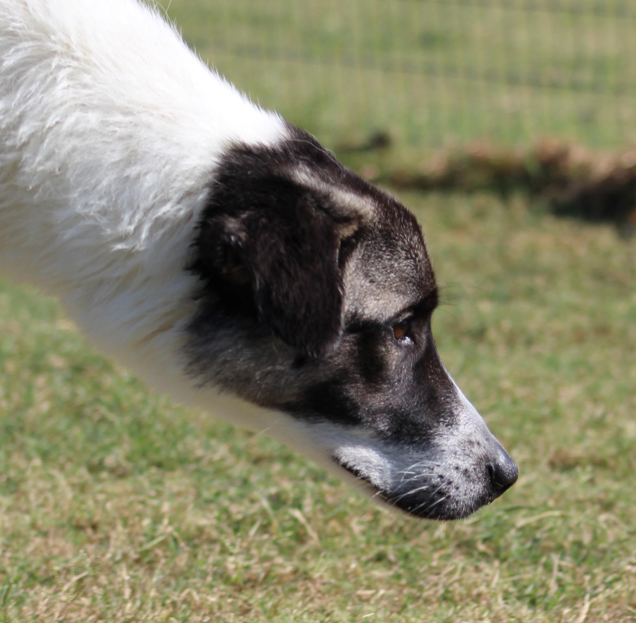 Enlarge Judy, a Adoptable Anatolian Shepherd in Temple, TX image 3/5