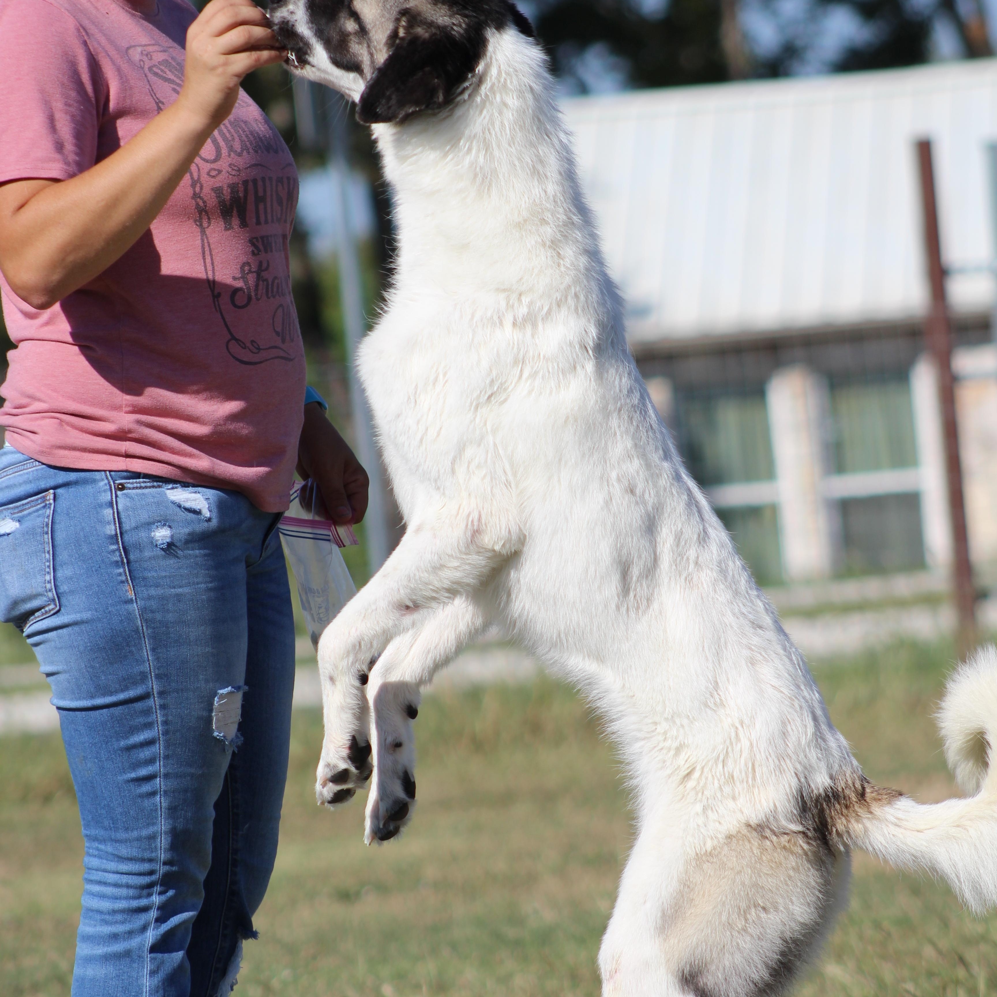 Enlarge Judy, a Adoptable Anatolian Shepherd in Temple, TX image 4/5