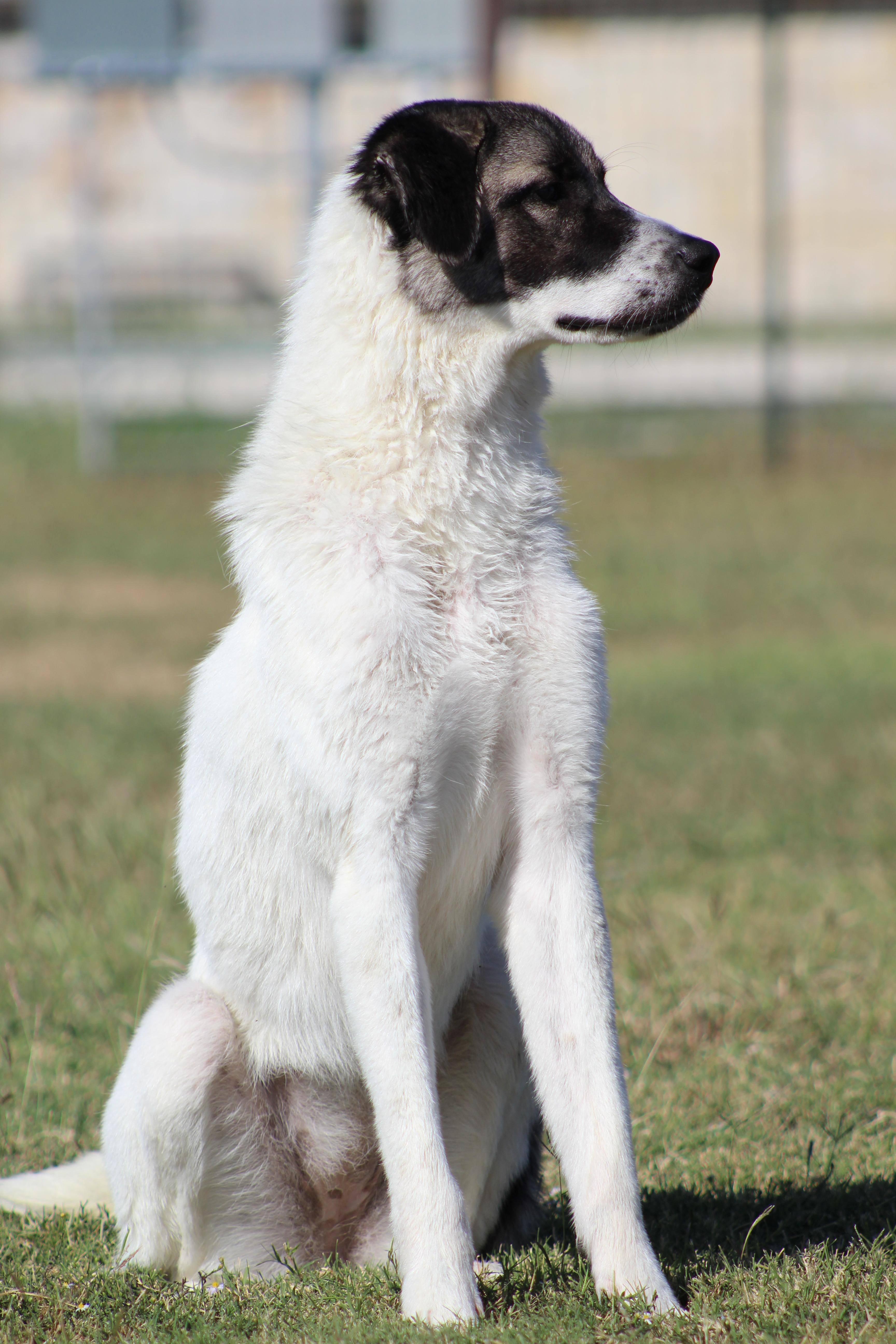 Enlarge Judy, a Adoptable Anatolian Shepherd in Temple, TX image 5/5
