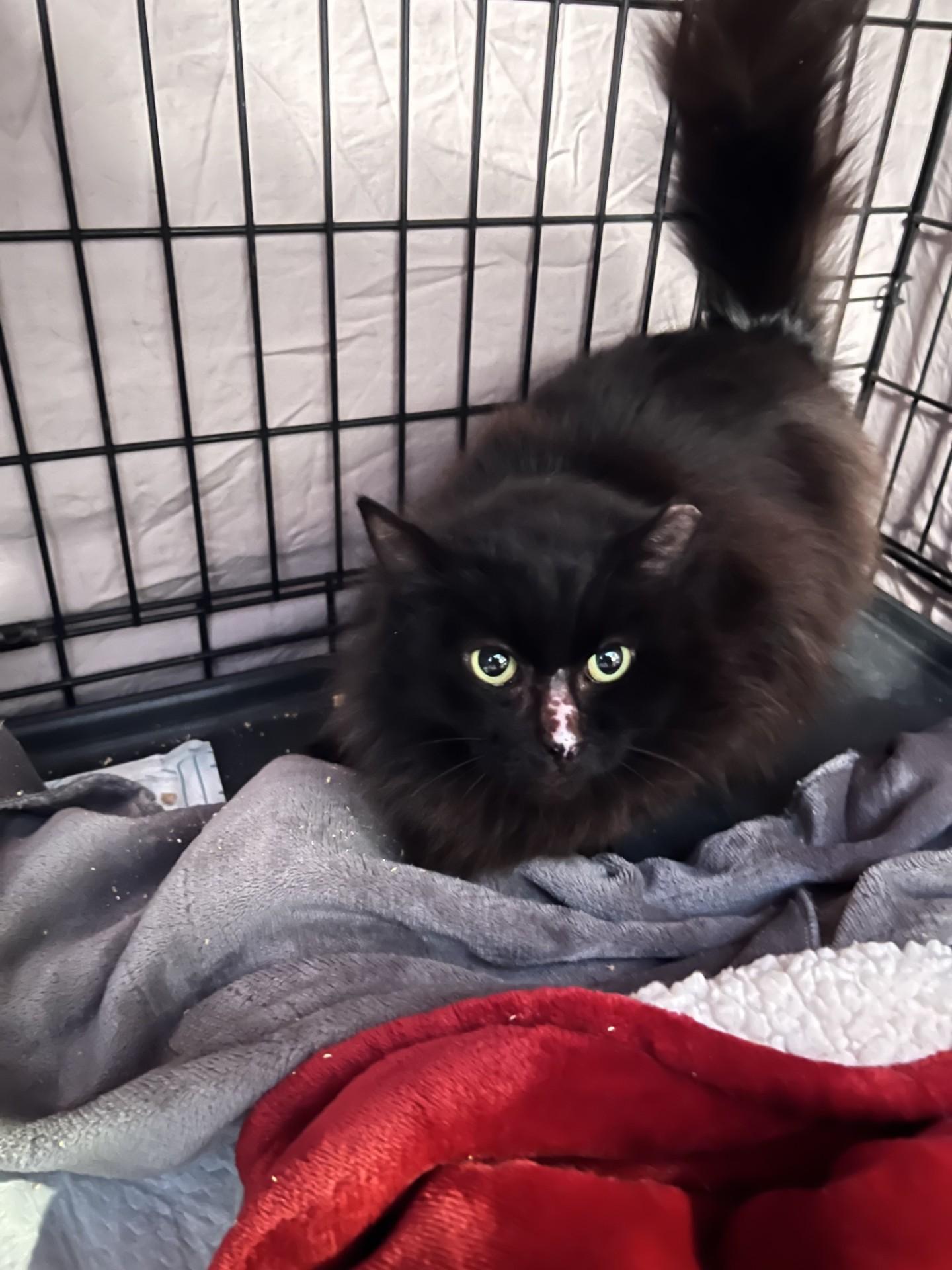 Enlarge AMC, a ADOPTABLE Domestic Long Hair in Mesa, AZ image 2/3