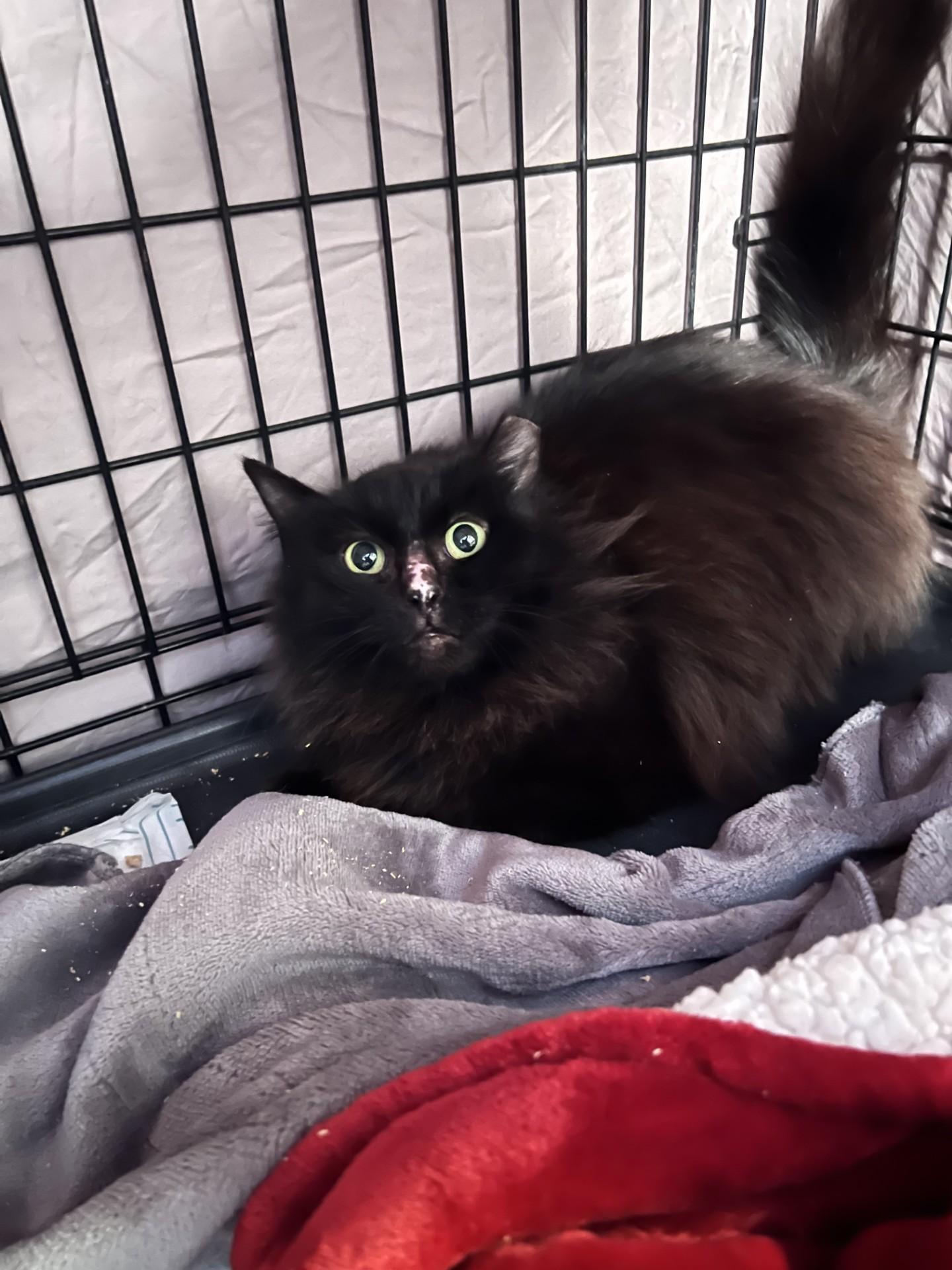 Enlarge AMC, a ADOPTABLE Domestic Long Hair in Mesa, AZ image 1/3