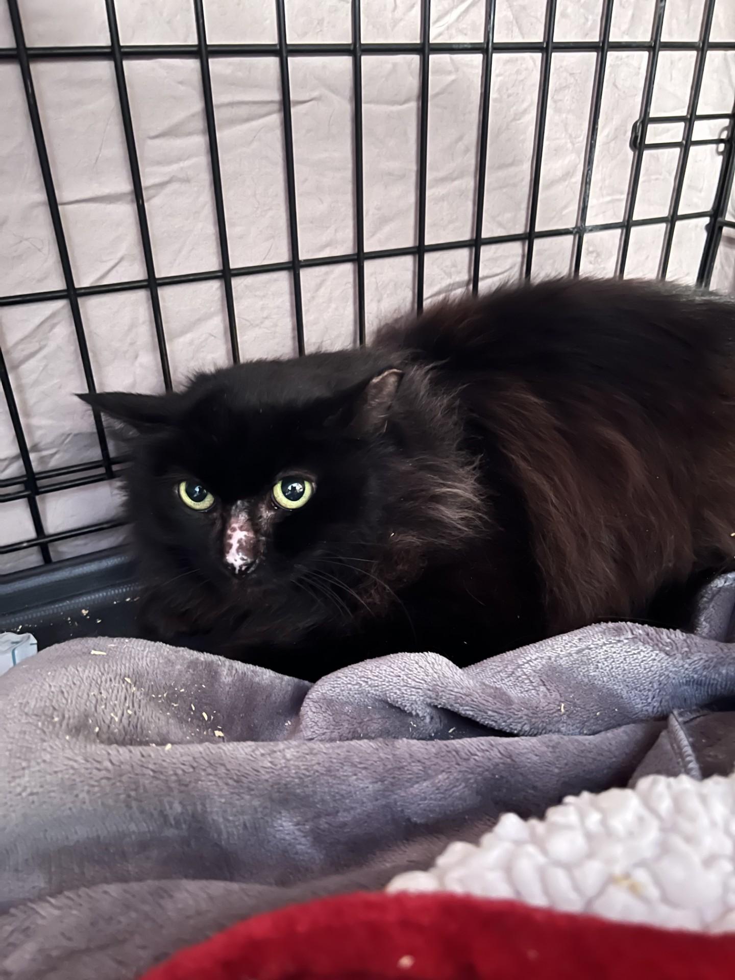 Enlarge AMC, a ADOPTABLE Domestic Long Hair in Mesa, AZ image 3/3