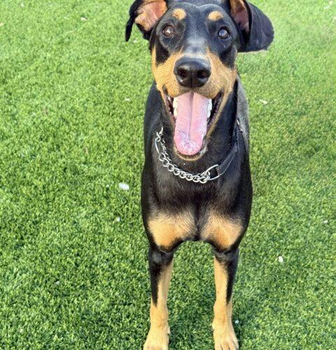 Raven, Adoptable, Puppy Female Doberman Pinscher.