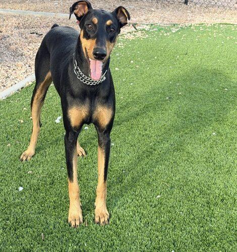 Enlarge Raven, a Adoptable Doberman Pinscher in Henderson, NV image 2/2