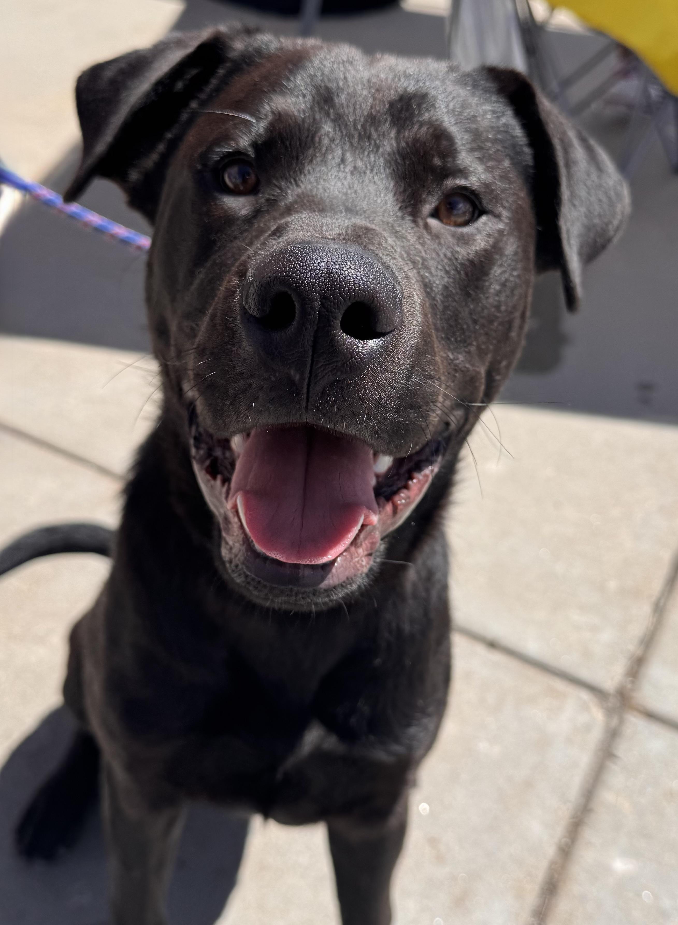 Enlarge Roman, a ADOPTABLE mixed breed in Parker, CO image 1/4