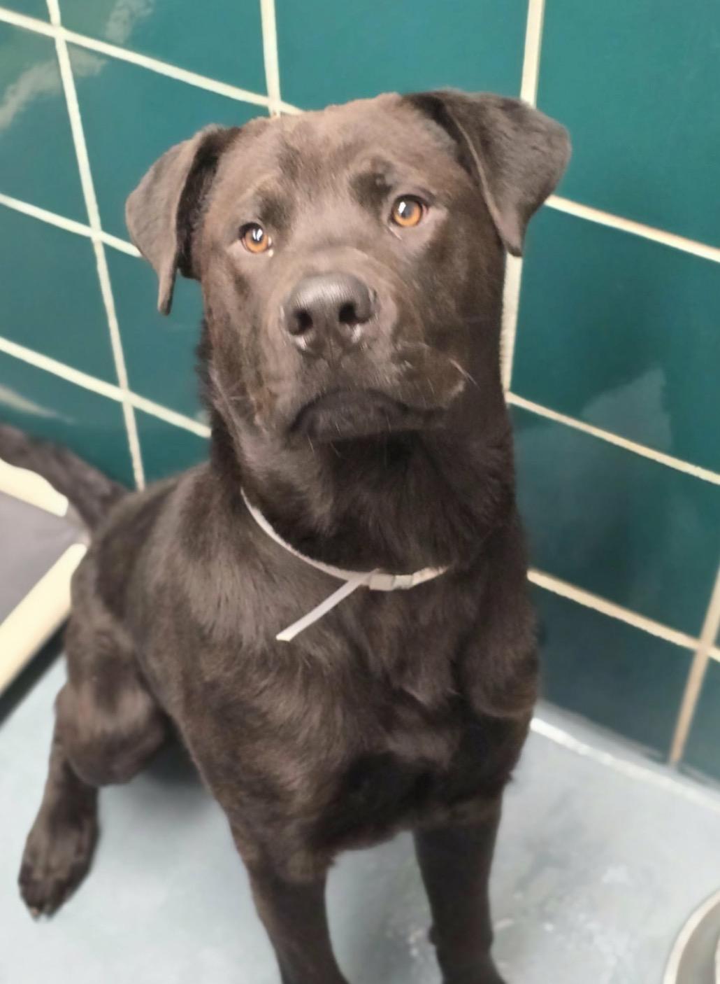 Enlarge Roman, a ADOPTABLE mixed breed in Parker, CO image 4/4
