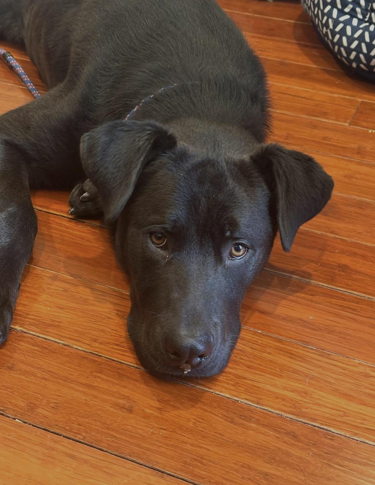 Enlarge Roman, a ADOPTABLE mixed breed in Parker, CO image 2/4