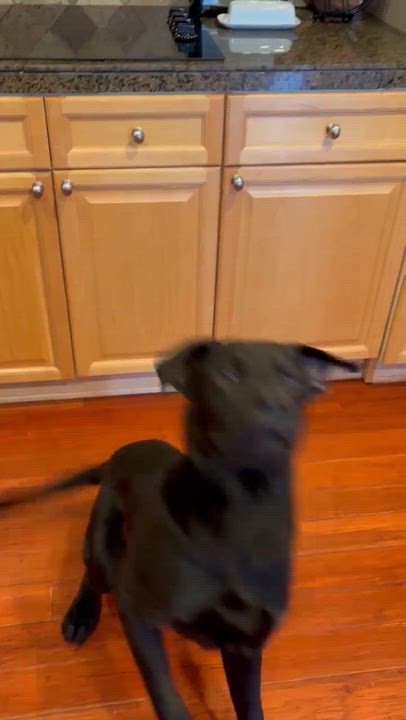 Enlarge Roman, a ADOPTABLE mixed breed in Parker, CO video 3/4