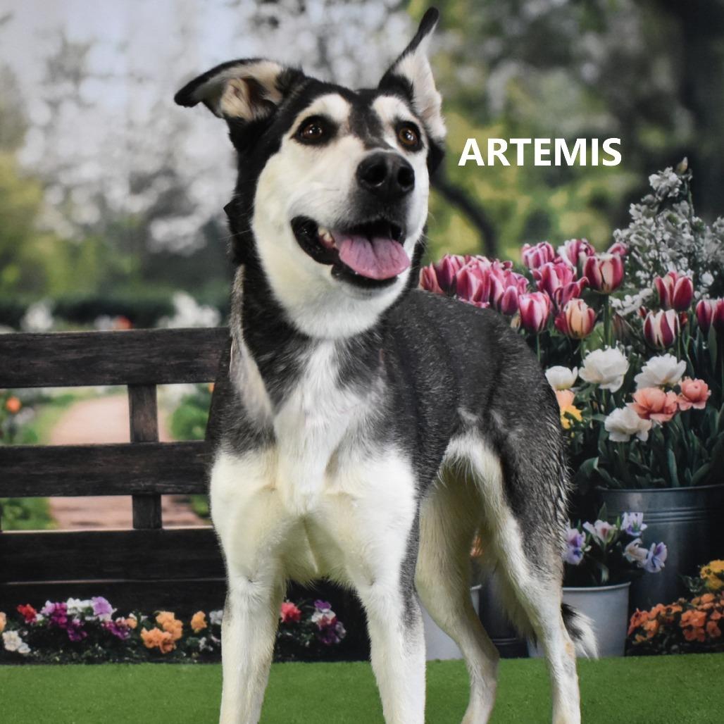Artemis, Adoptable, Adult Female Husky & Mixed Breed.