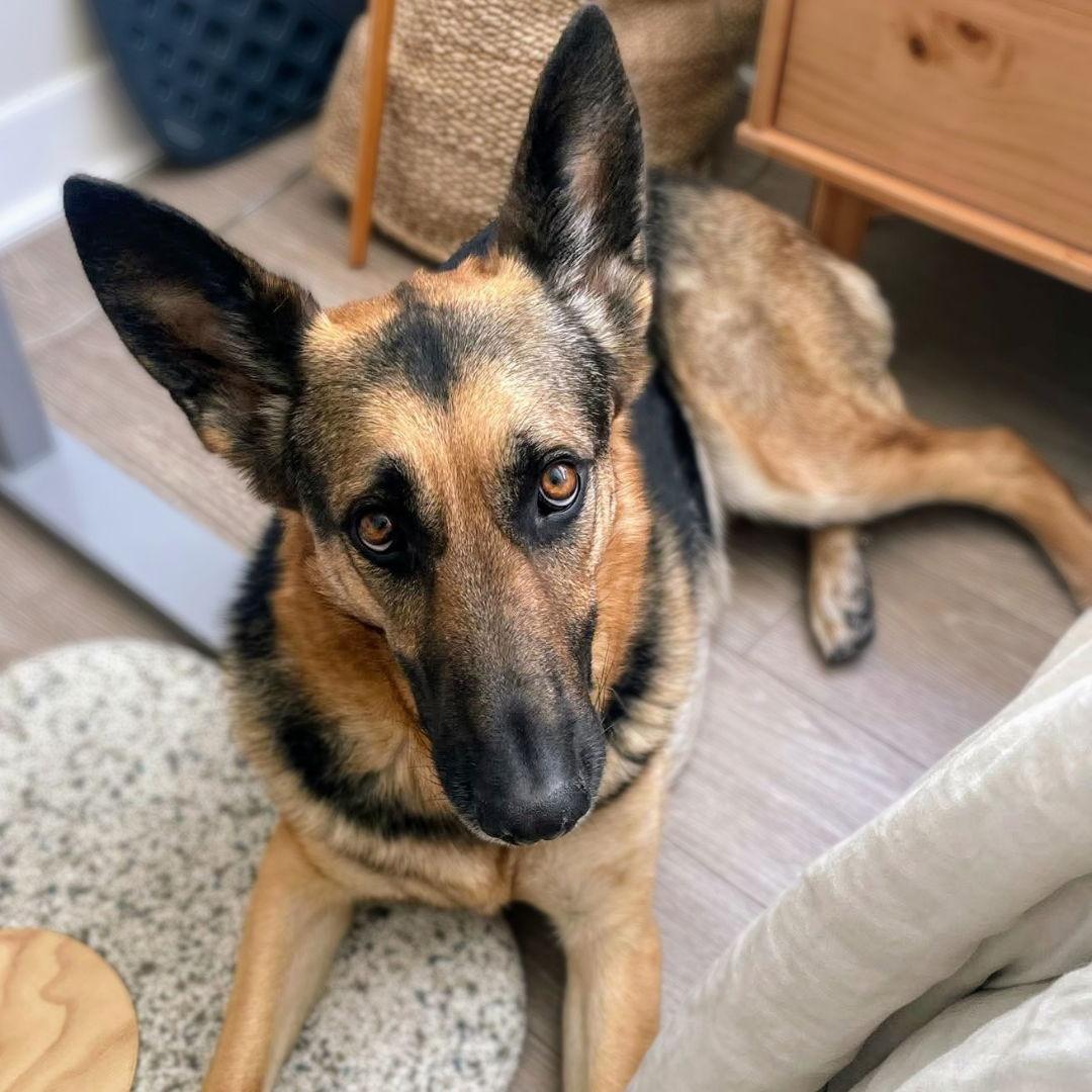 Enlarge Amana, a Adoptable German Shepherd Dog in Oakland, CA image 1/3