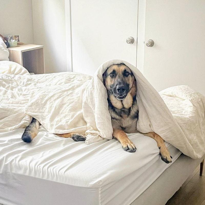 Amana, a Adopted German Shepherd Dog in Oakland, CA image 2/6