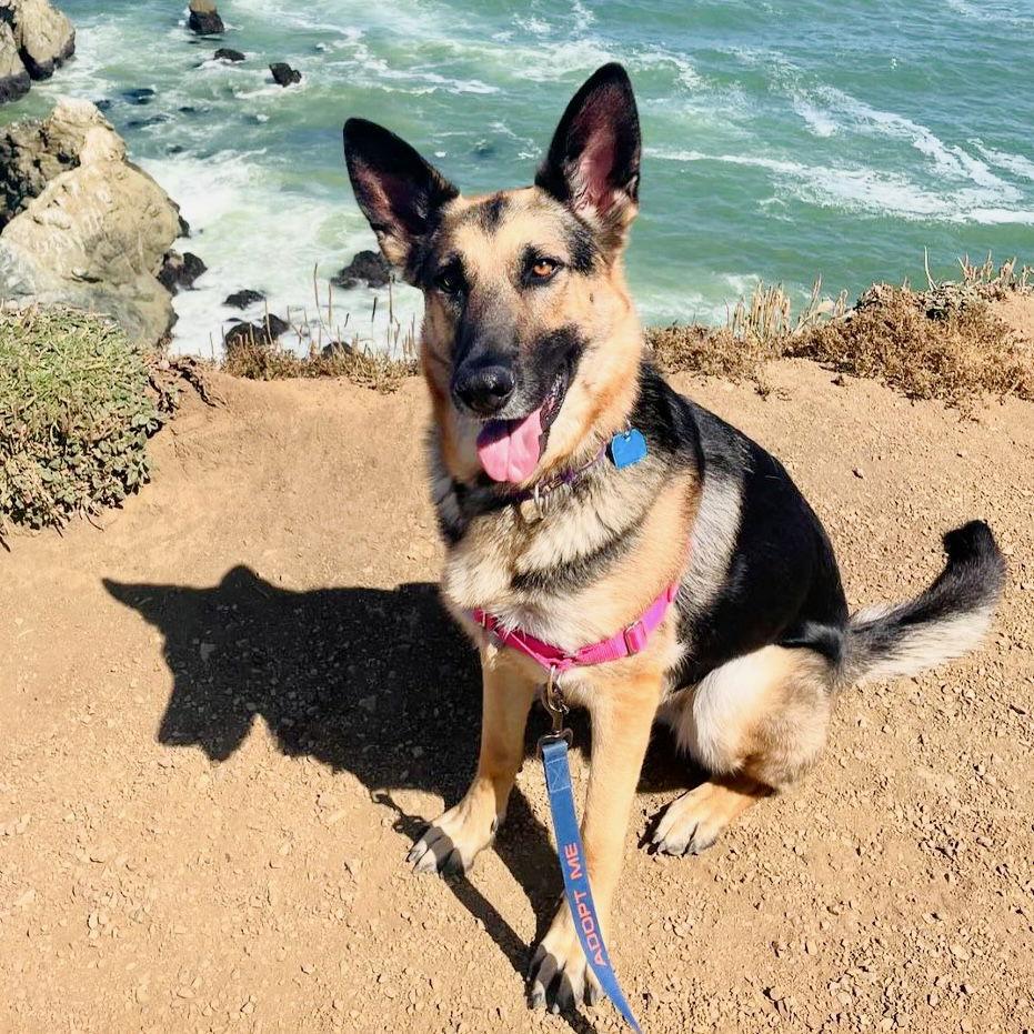 Amana, a Adopted German Shepherd Dog in Oakland, CA image 6/6