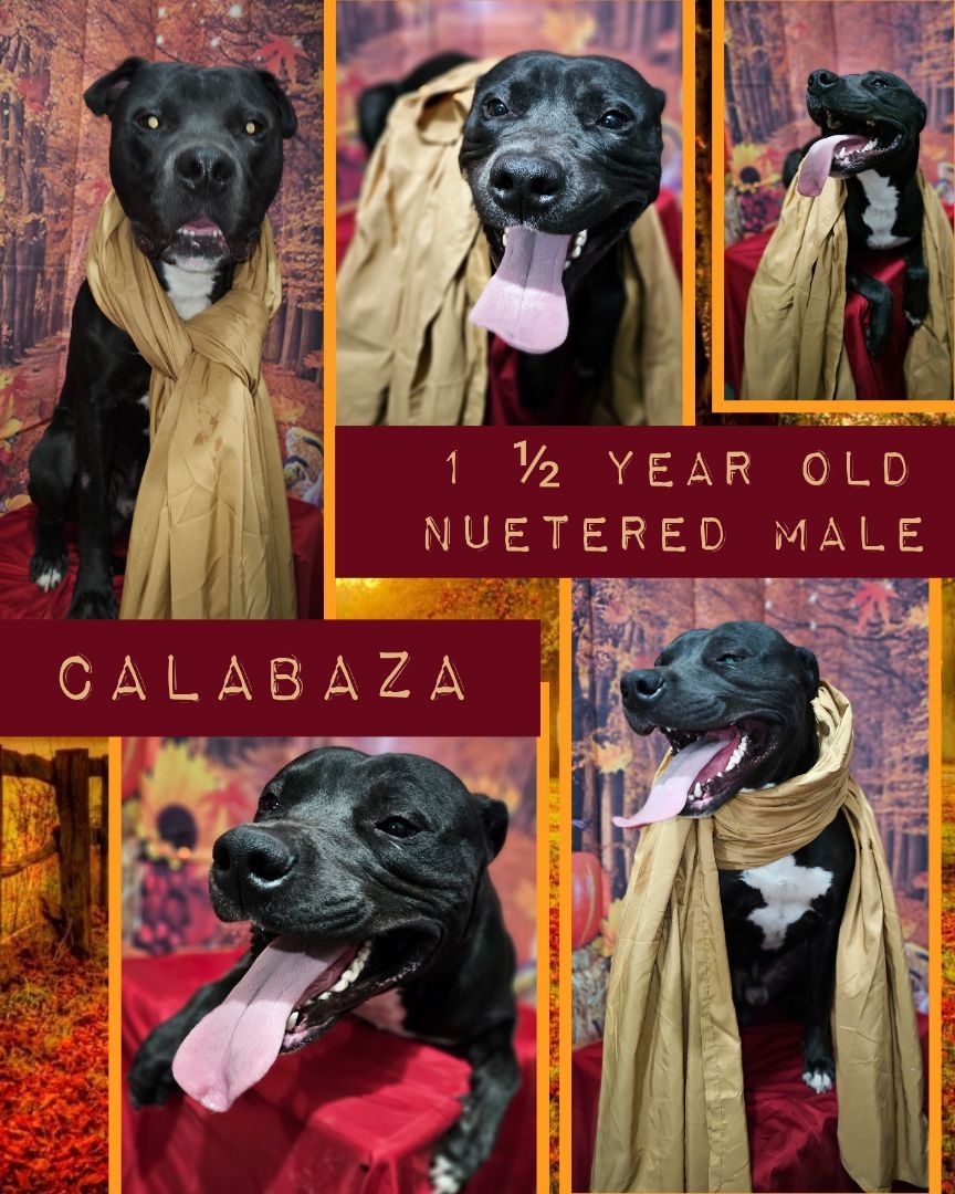 Enlarge Calabaza, a Adoptable mixed breed in Kermit, TX image 1/1